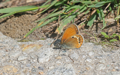 Coenonympha gardetta darwiniana