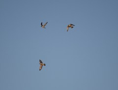 Falco peregrinus anatum