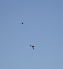 Falco peregrinus anatum