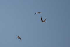 Falco peregrinus anatum