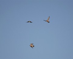 Falco peregrinus anatum