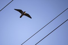 Falco peregrinus anatum