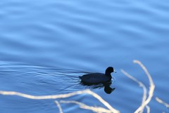 Fulica americana americana