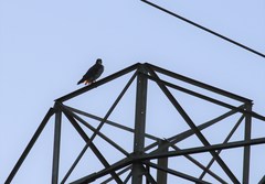 Falco peregrinus anatum