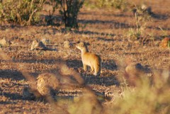 Cynictis penicillata penicillata