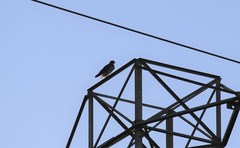 Falco peregrinus anatum