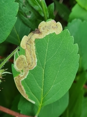 Agromyza spiraeoidearum