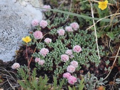 Eriogonum holmgrenii