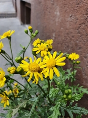 Senecio squalidus rupestris