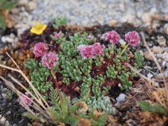 Eriogonum holmgrenii