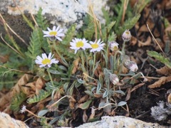 Erigeron leiomerus