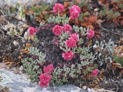 Eriogonum holmgrenii