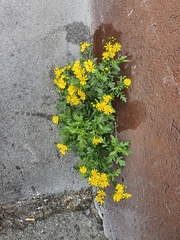 Senecio squalidus rupestris