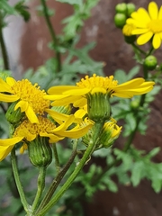 Senecio squalidus rupestris