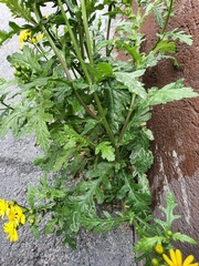 Senecio squalidus rupestris