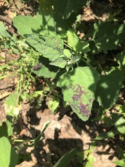 Norvellina chenopodii