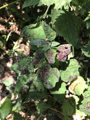 Norvellina chenopodii