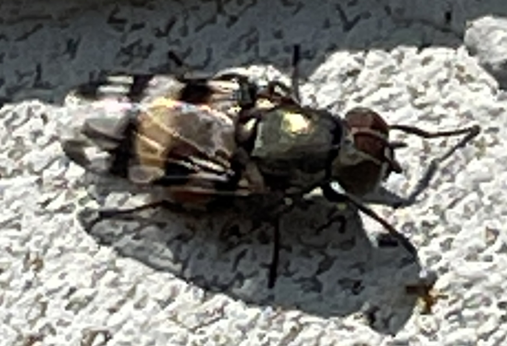 Chaetopsis magna