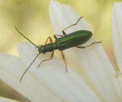 Chrysanthia geniculata