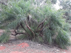Syagrus flexuosa
