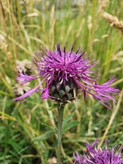 Centaurea scabiosa scabiosa