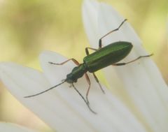 Chrysanthia geniculata