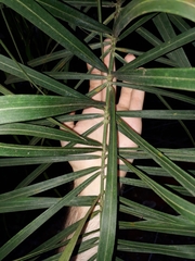 Syagrus flexuosa