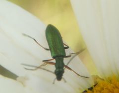 Chrysanthia geniculata