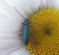 Chrysanthia geniculata