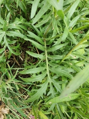 Centaurea scabiosa scabiosa