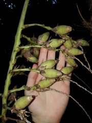 Syagrus flexuosa