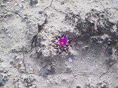 Ariocarpus kotschoubeyanus