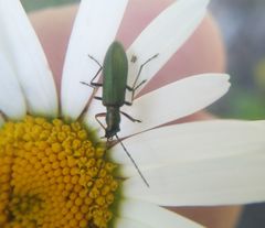 Chrysanthia geniculata