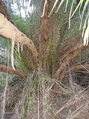 Syagrus flexuosa