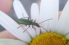 Chrysanthia geniculata