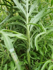 Centaurea scabiosa scabiosa