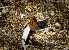 Lycaena alciphron