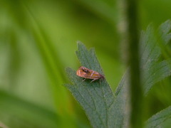 Olethreutes arcuella