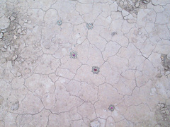 Ariocarpus kotschoubeyanus