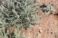 Tanacetum achilleifolium