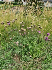 Centaurea scabiosa scabiosa
