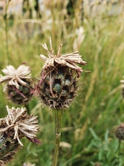 Centaurea scabiosa scabiosa