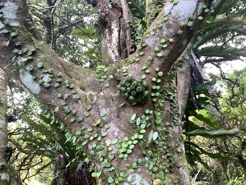 Ficus benguetensis (Ficus benguetensis)