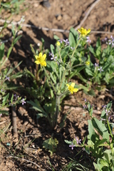 Ranunculus oxyspermus
