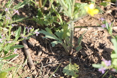 Ranunculus oxyspermus