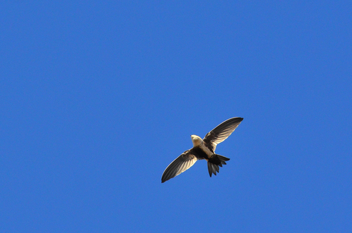 White-throated Swift