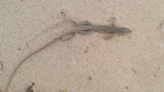 Aspidoscelis marmoratus