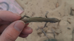 Aspidoscelis marmoratus