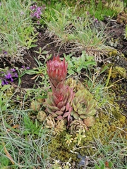 Sempervivum tectorum