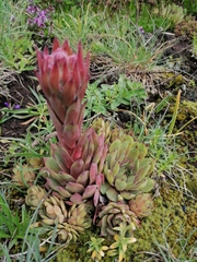 Sempervivum tectorum